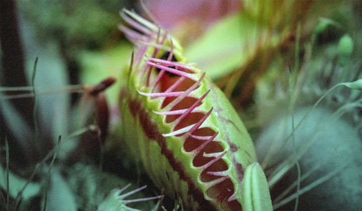 SolarWinds Web Help Desk Exploitation – February 2026 — Elastic Security Labs